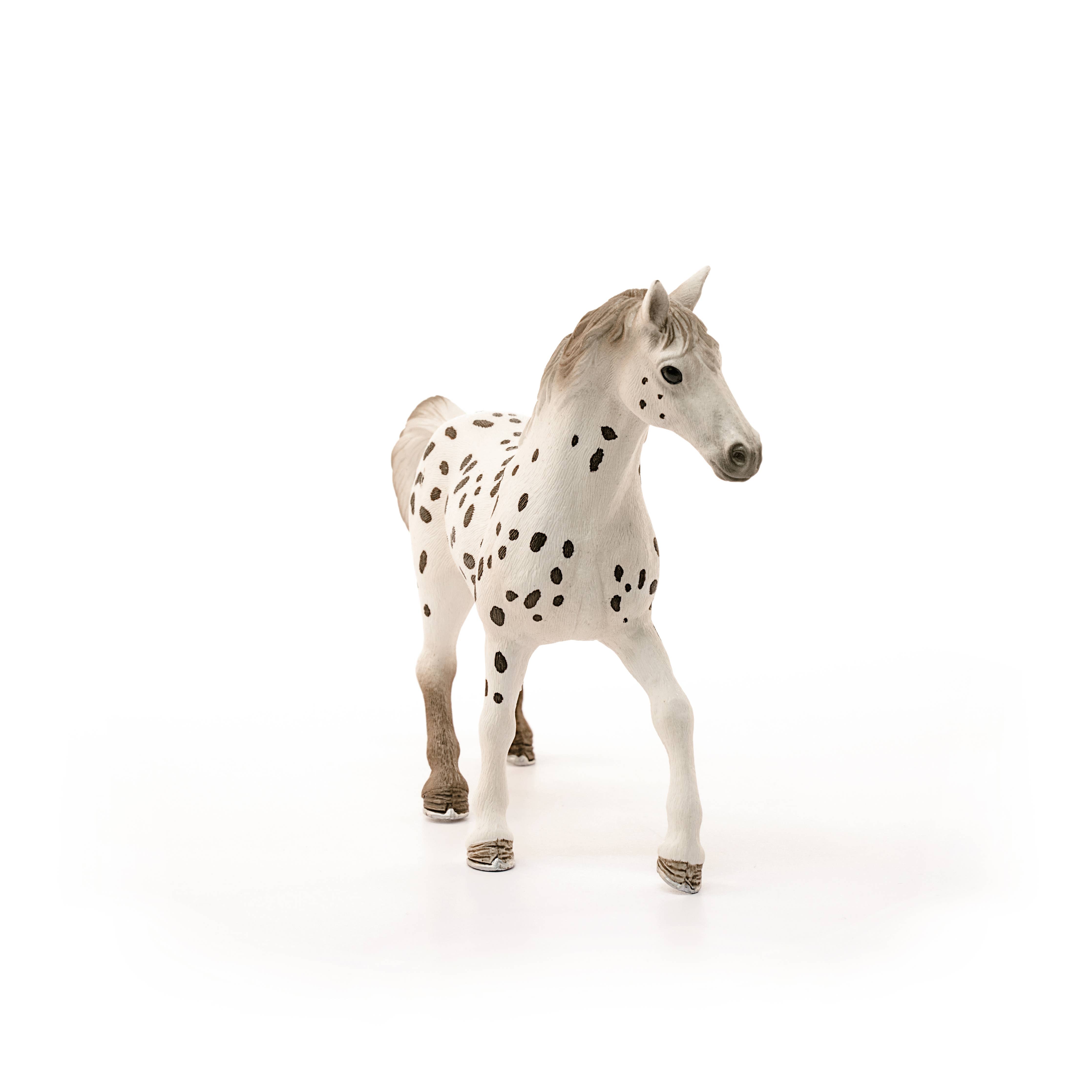 Knapstrupper Stallion