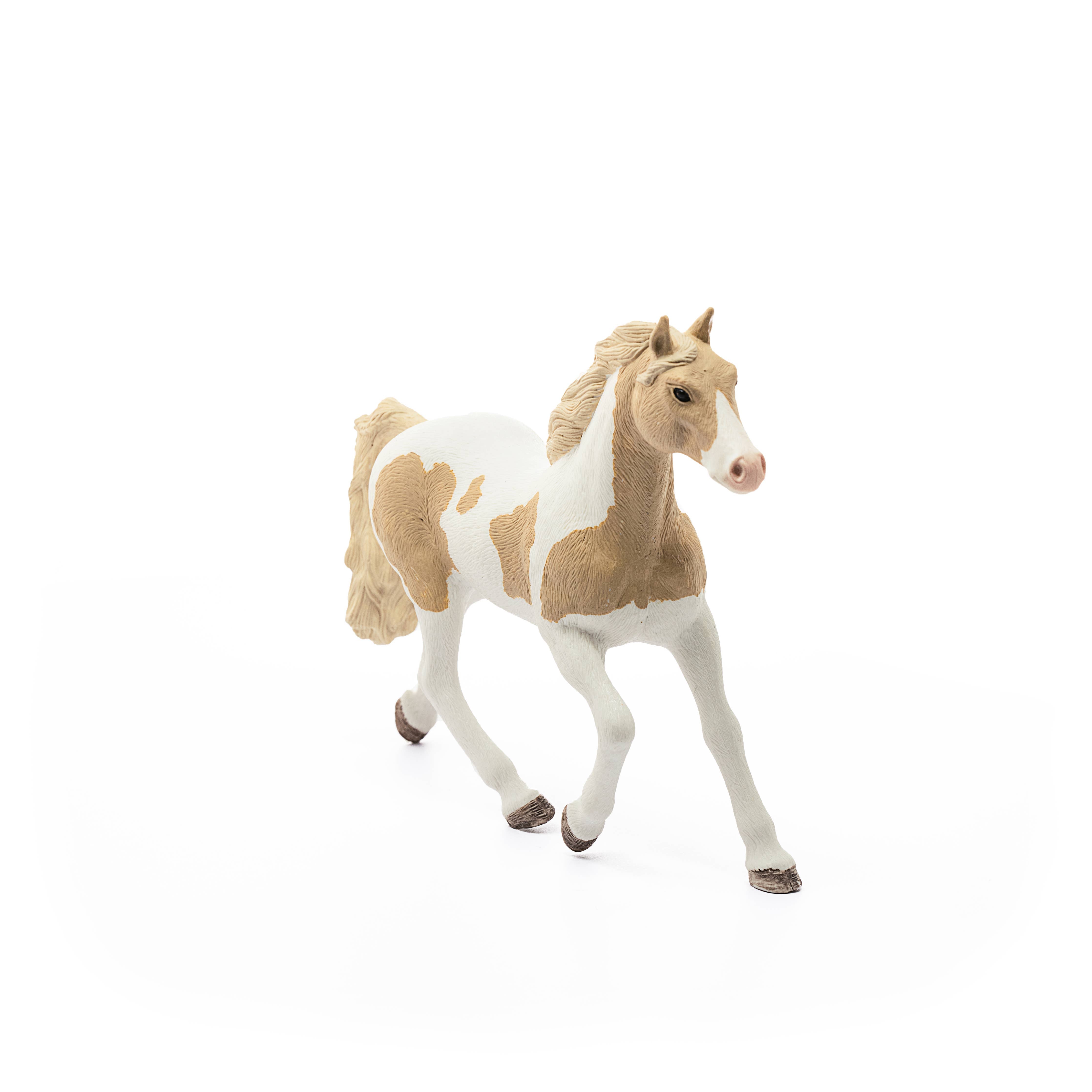 Paint Horse Mare