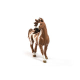 Pinto Stallion