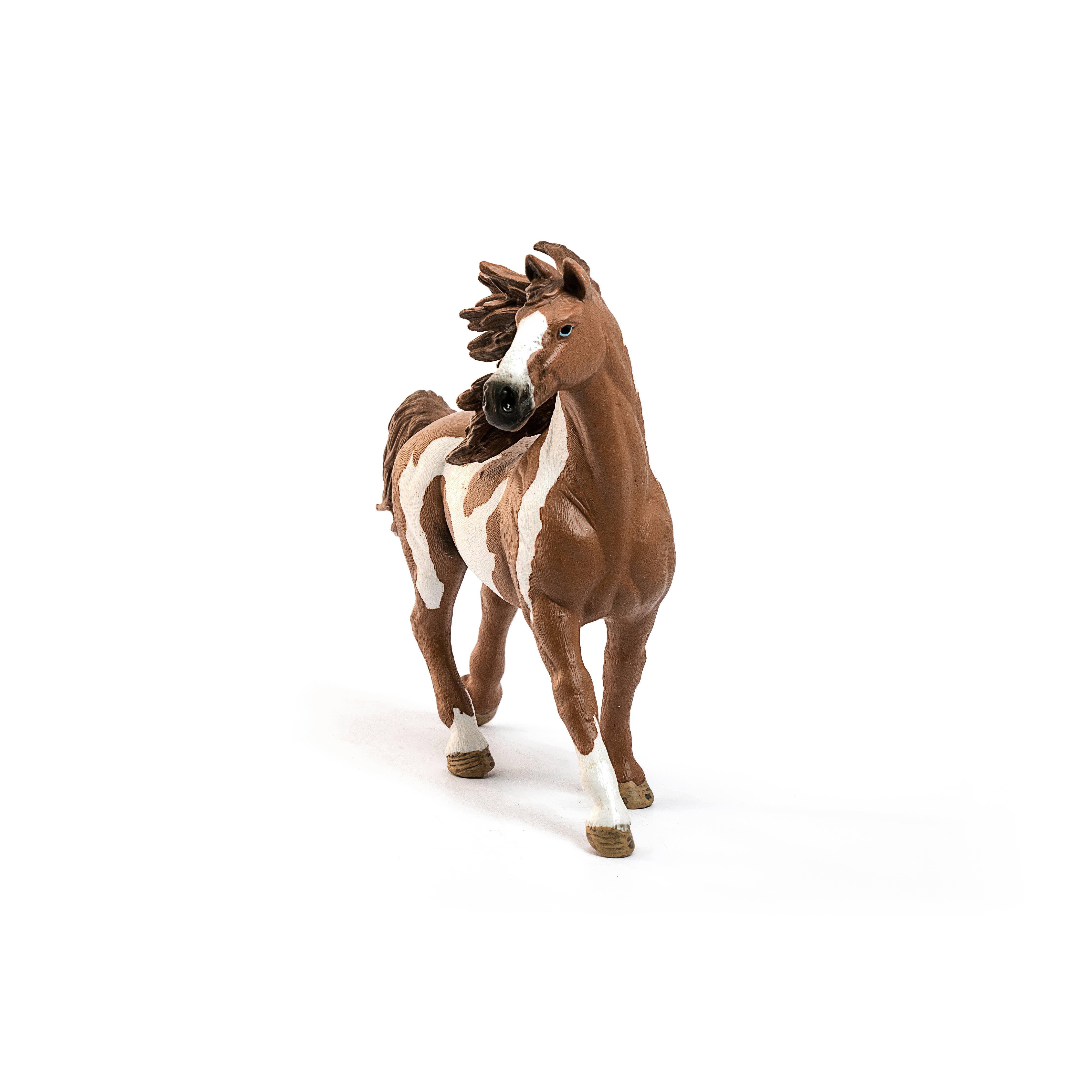 Pinto Stallion