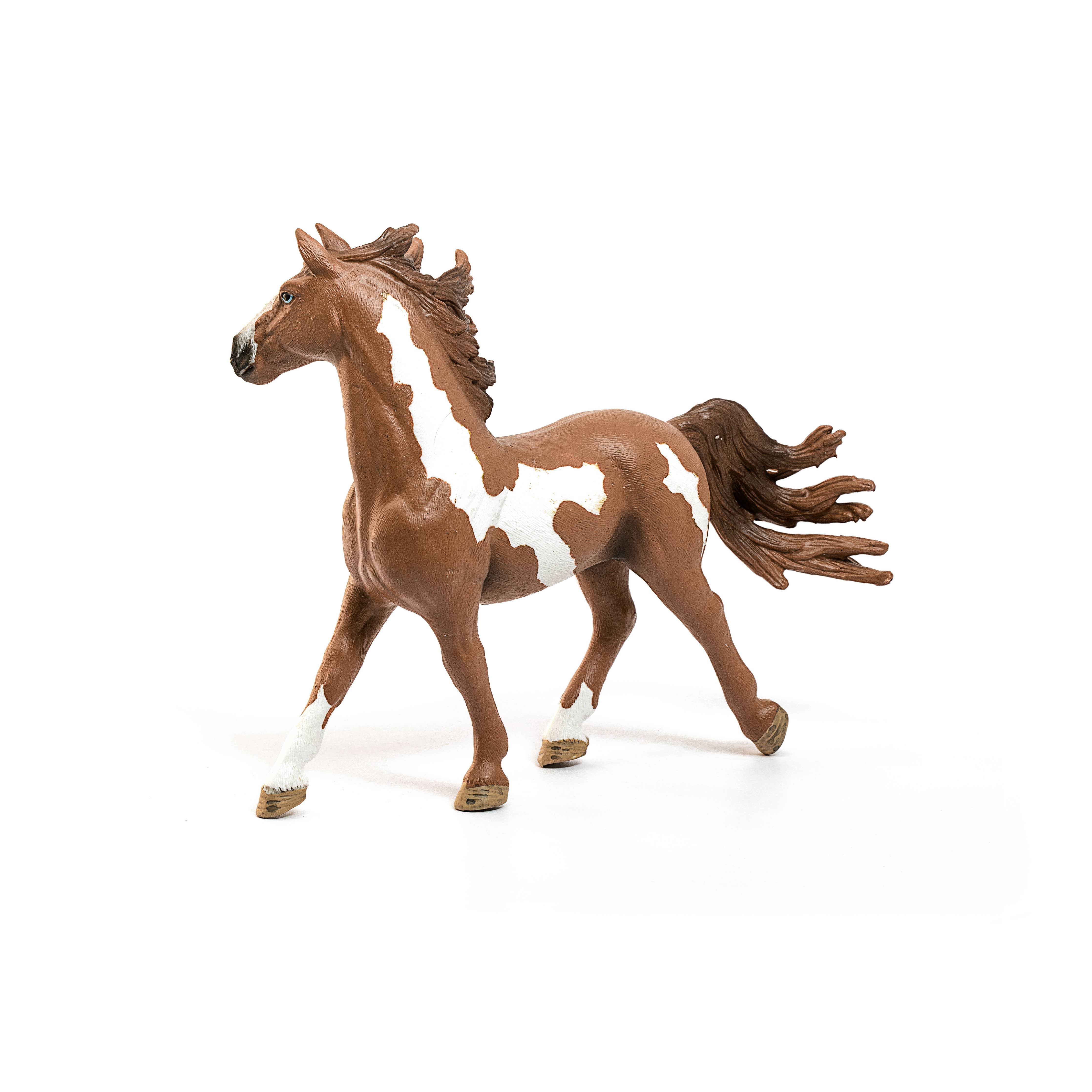 Pinto Stallion