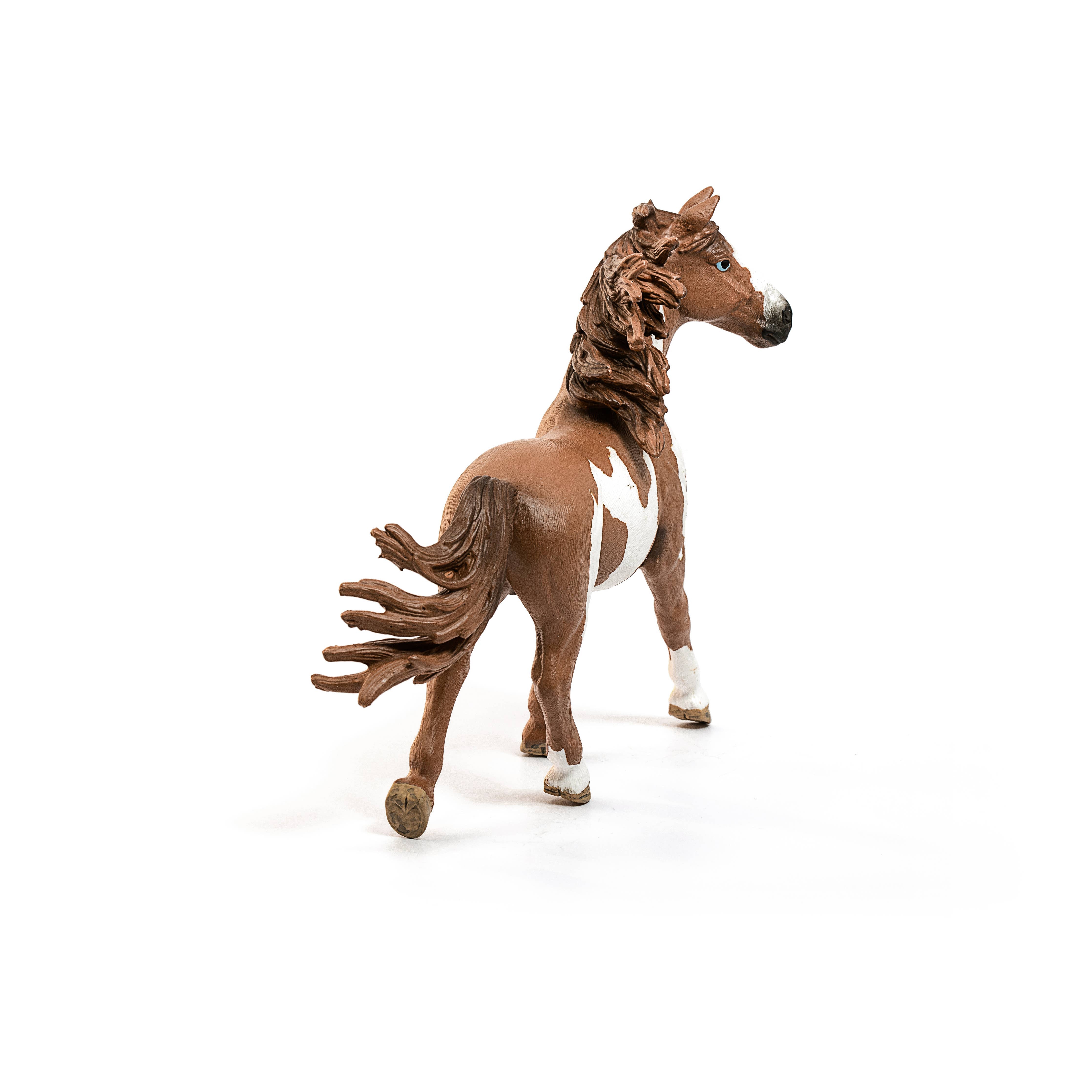 Pinto Stallion