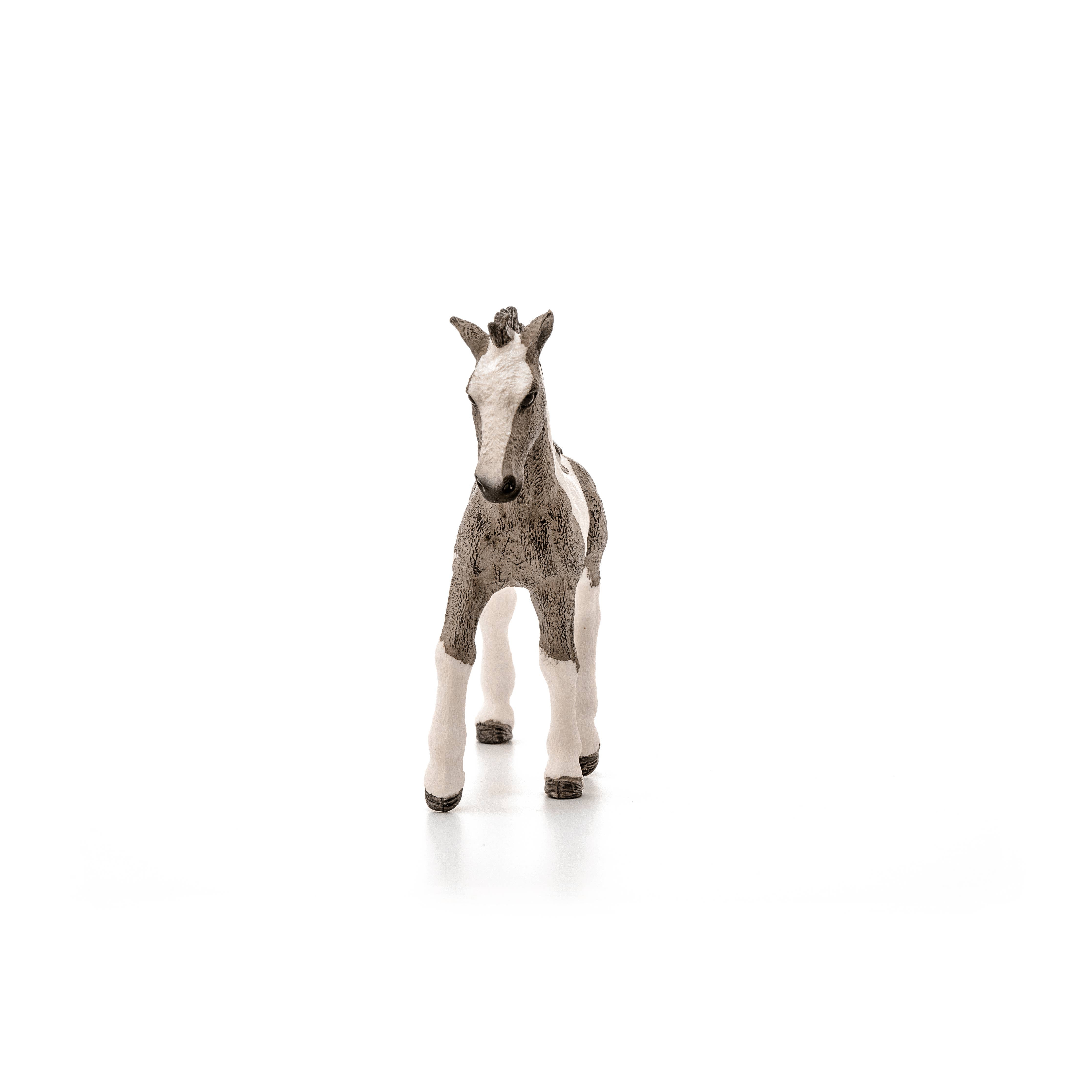 Tinker Foal