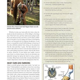 The Original Horse Bible