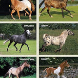 The Original Horse Bible