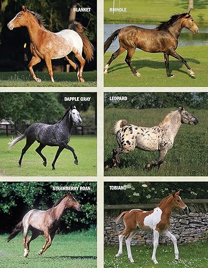 The Original Horse Bible