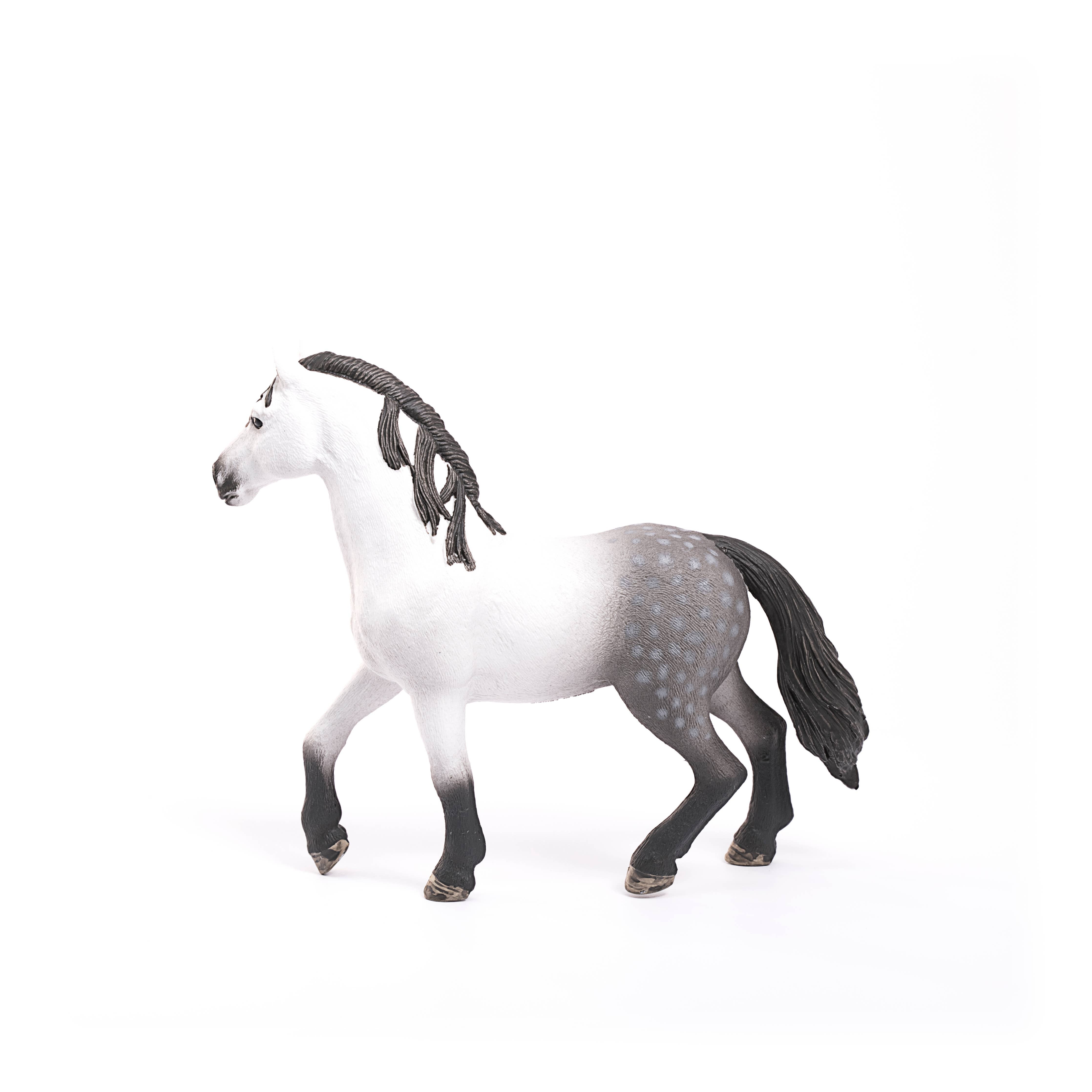 Andalusian Stallion