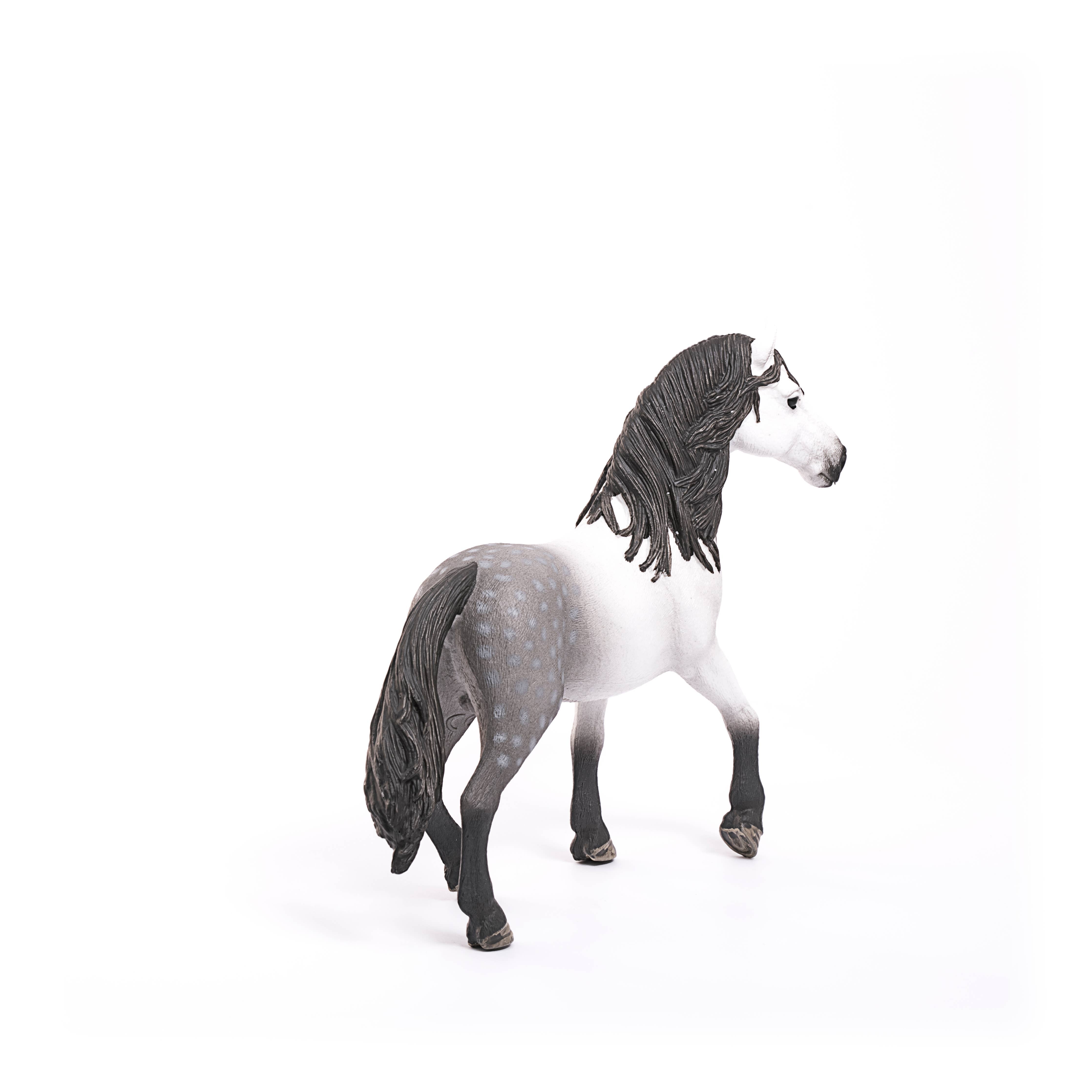 Andalusian Stallion