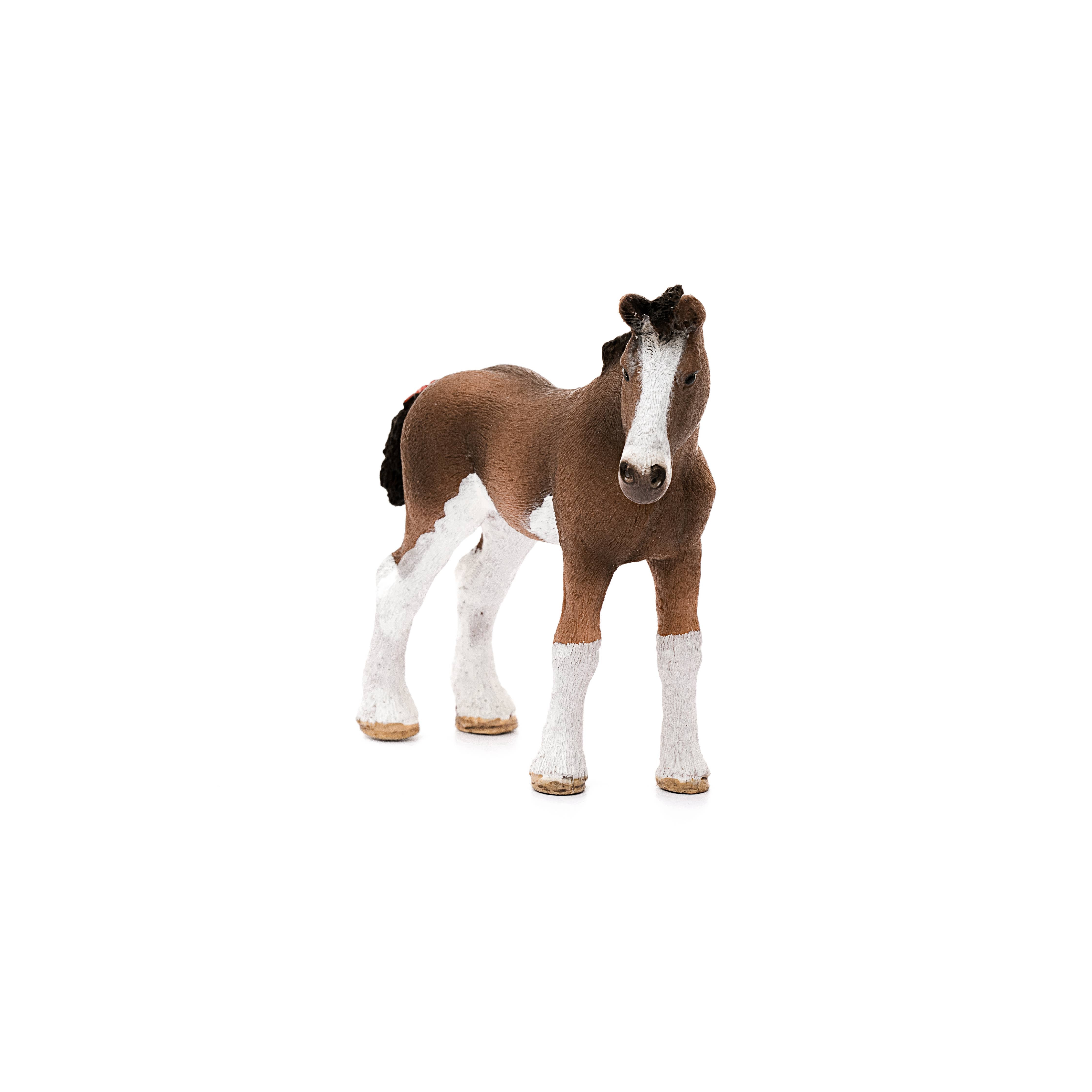Clydesdale Foal