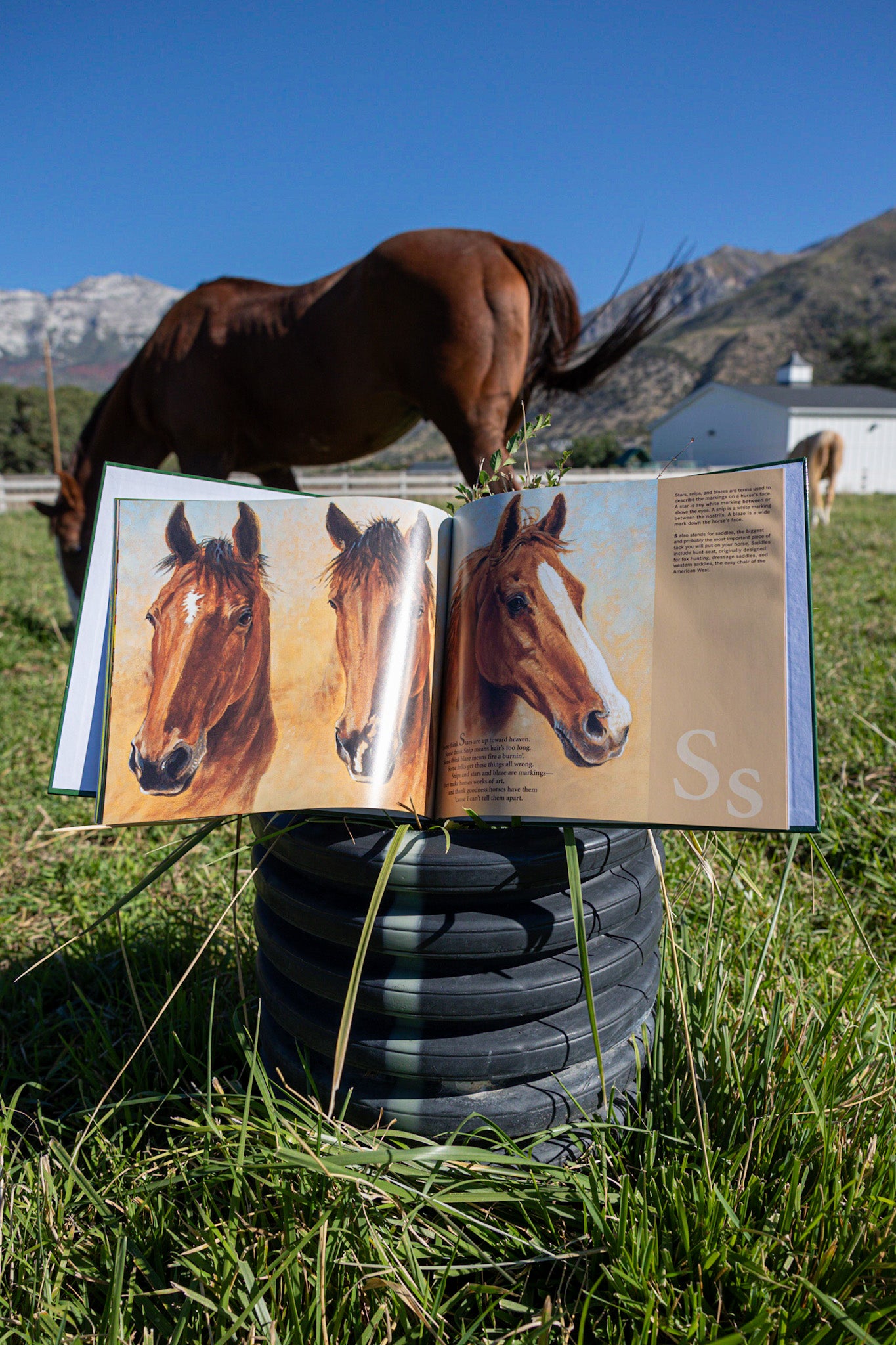 H is for Horse