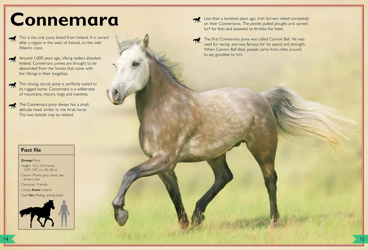 Magnificent Book of Horses