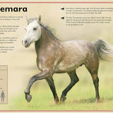 Magnificent Book of Horses
