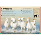 Magnificent Book of Horses