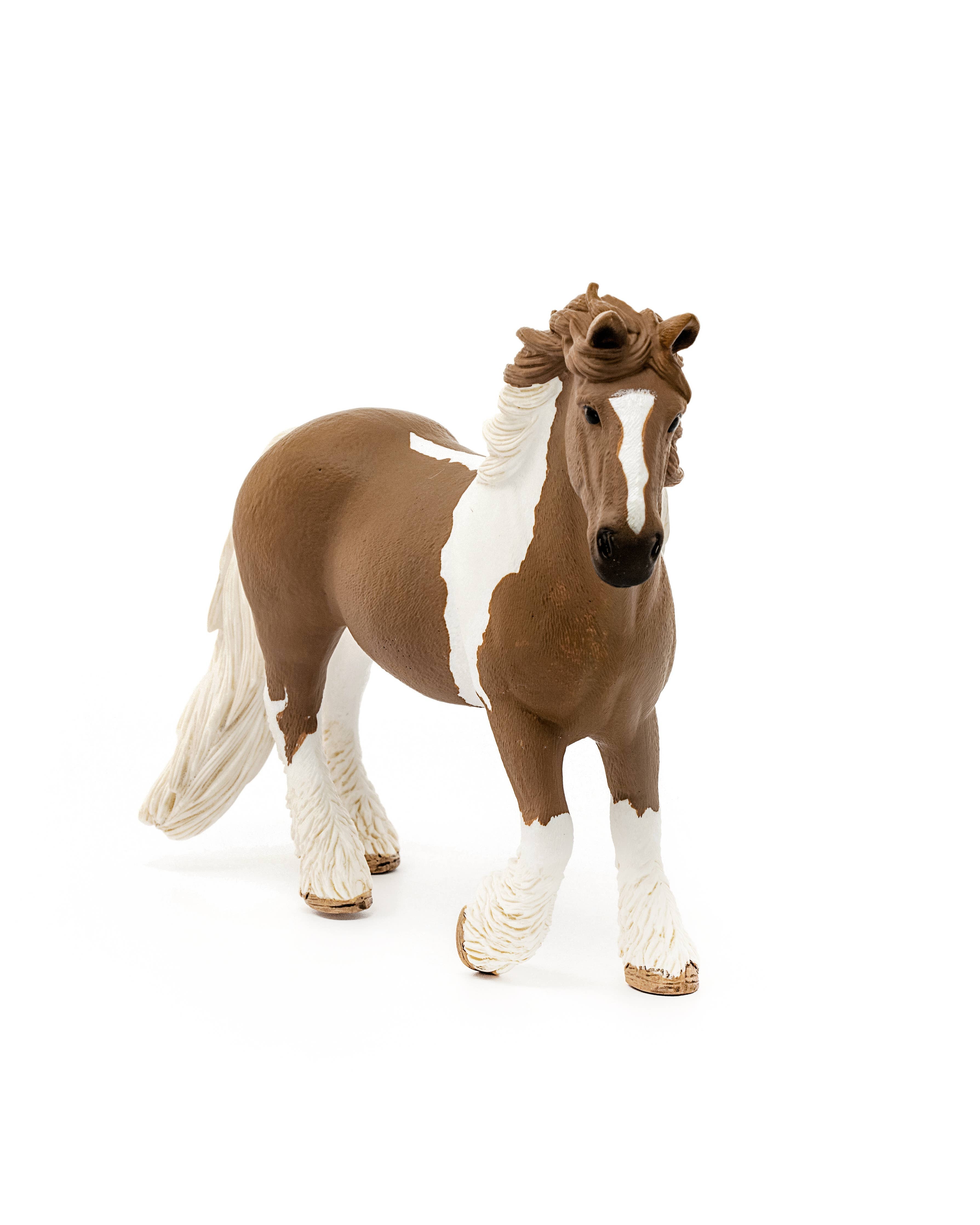 Finn the Irish Cob Horse