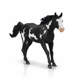 Domino the Paint Horse