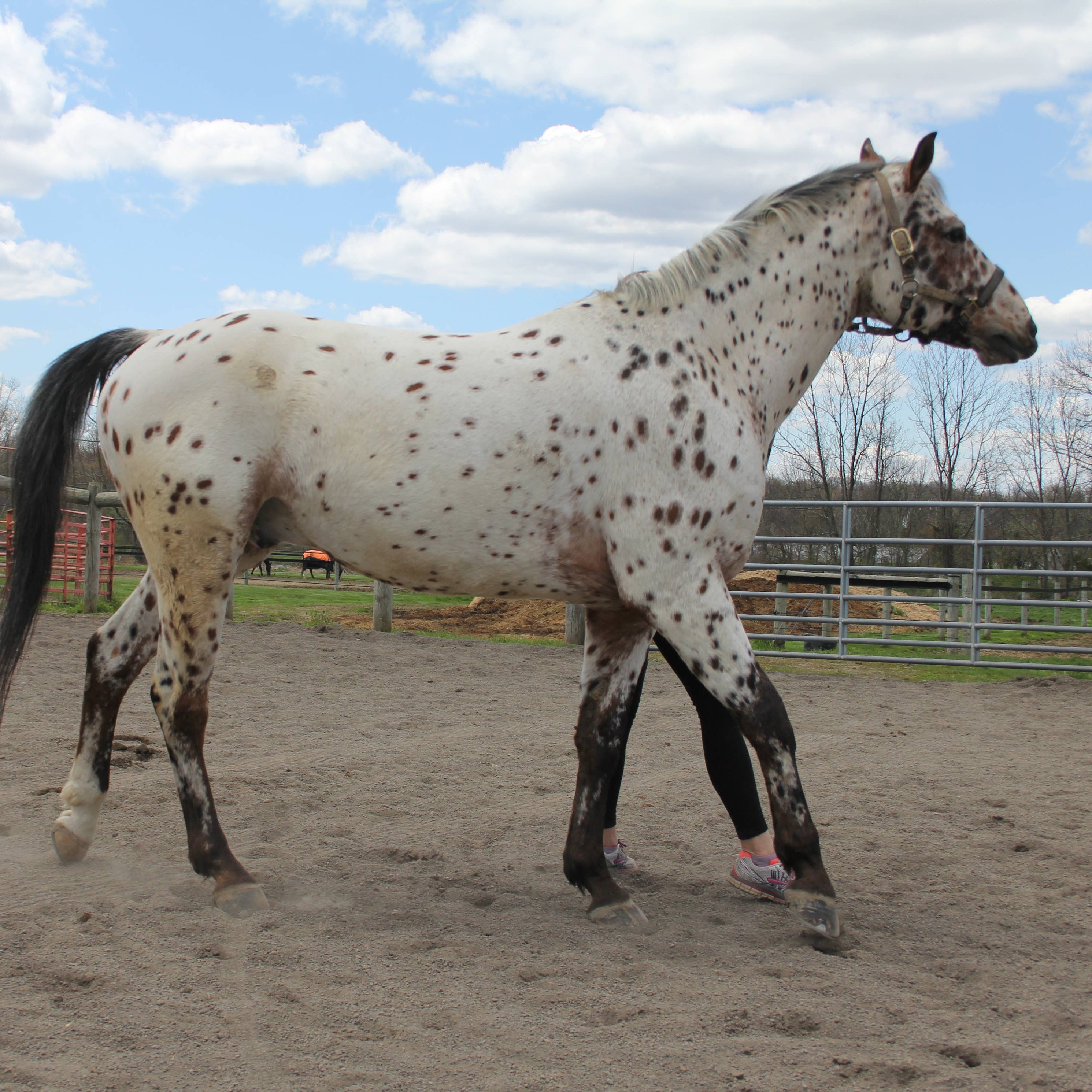 Kissing Horses Tea Towel