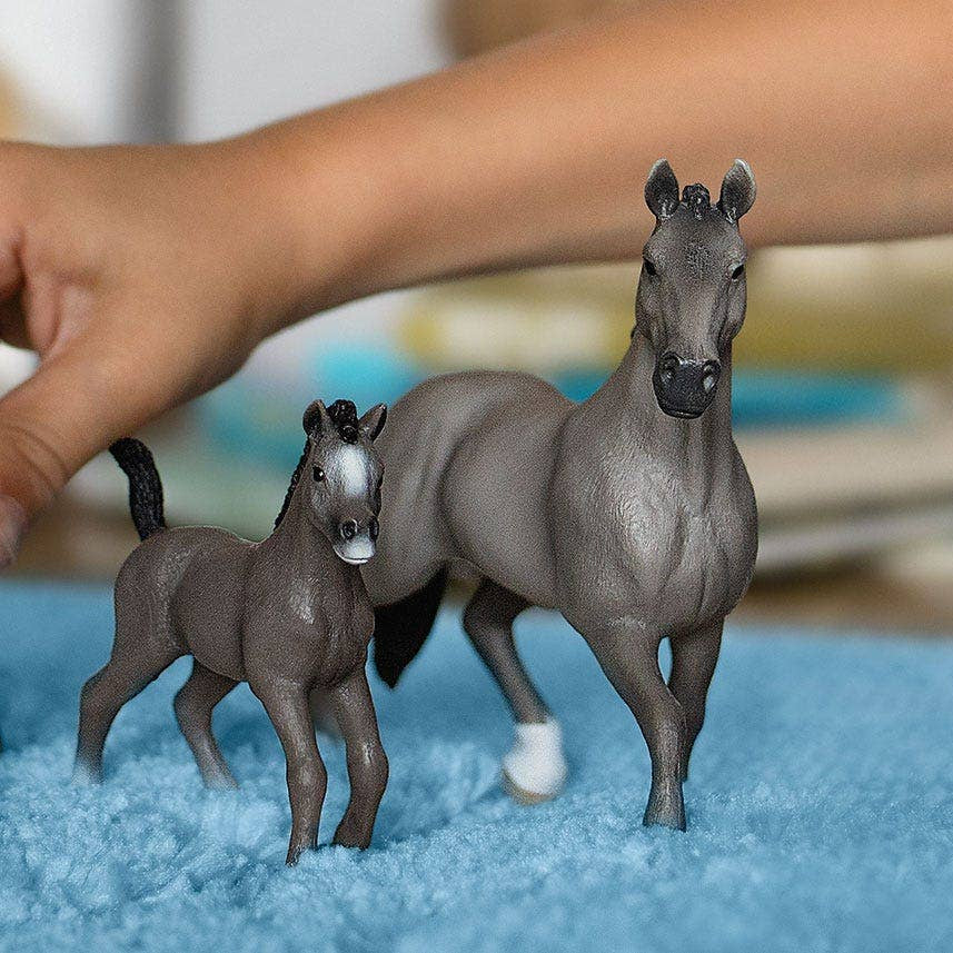 Cheval de Selle Francias Stallion