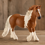 Finn the Irish Cob Horse