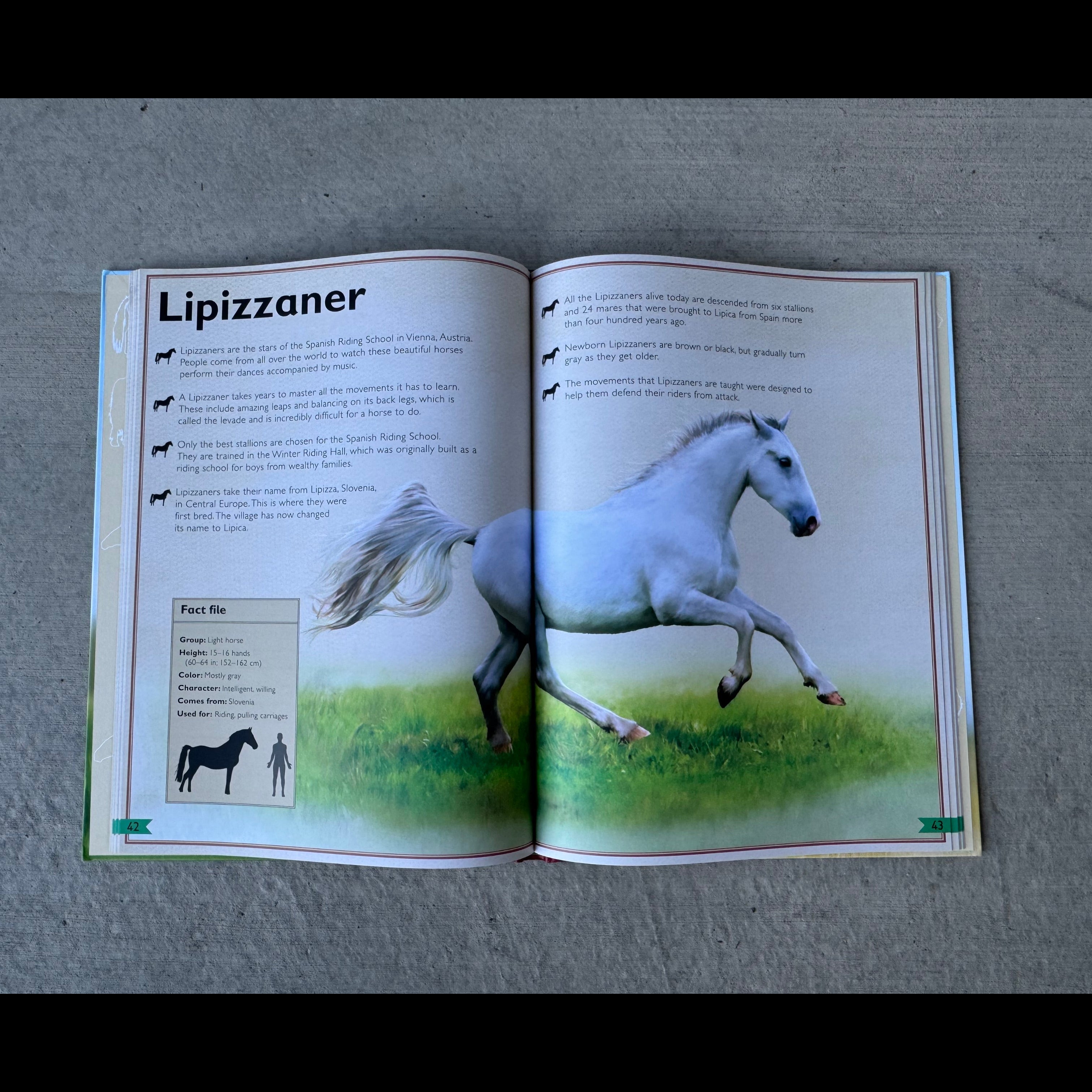 Magnificent Book of Horses