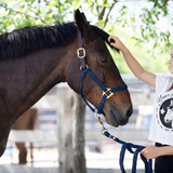 Year of the Horse Cropped Tee