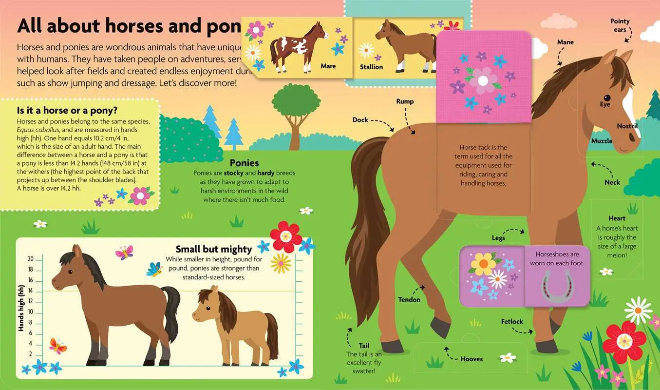 All About Horses & Ponies: Lift - the - Flap Book - Bridle Up Hope Shop