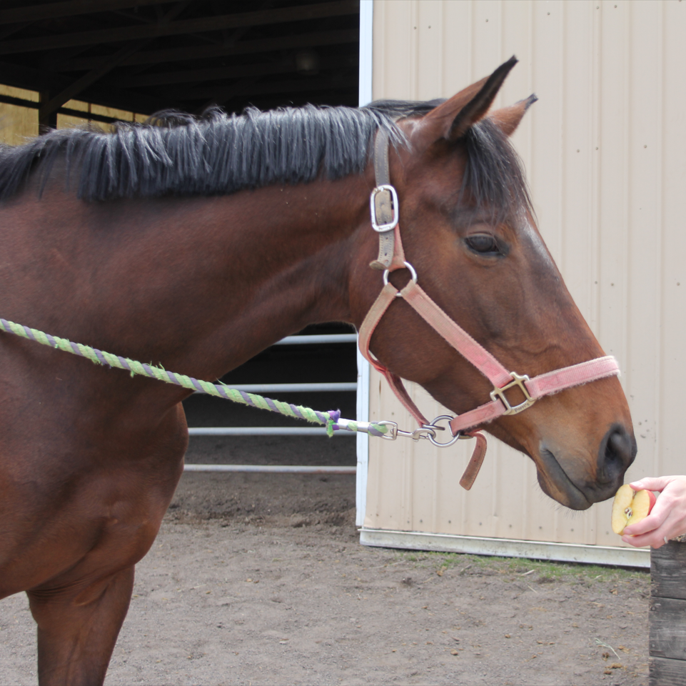 Kissing Horses Tea Towel