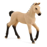 hannoverian foal