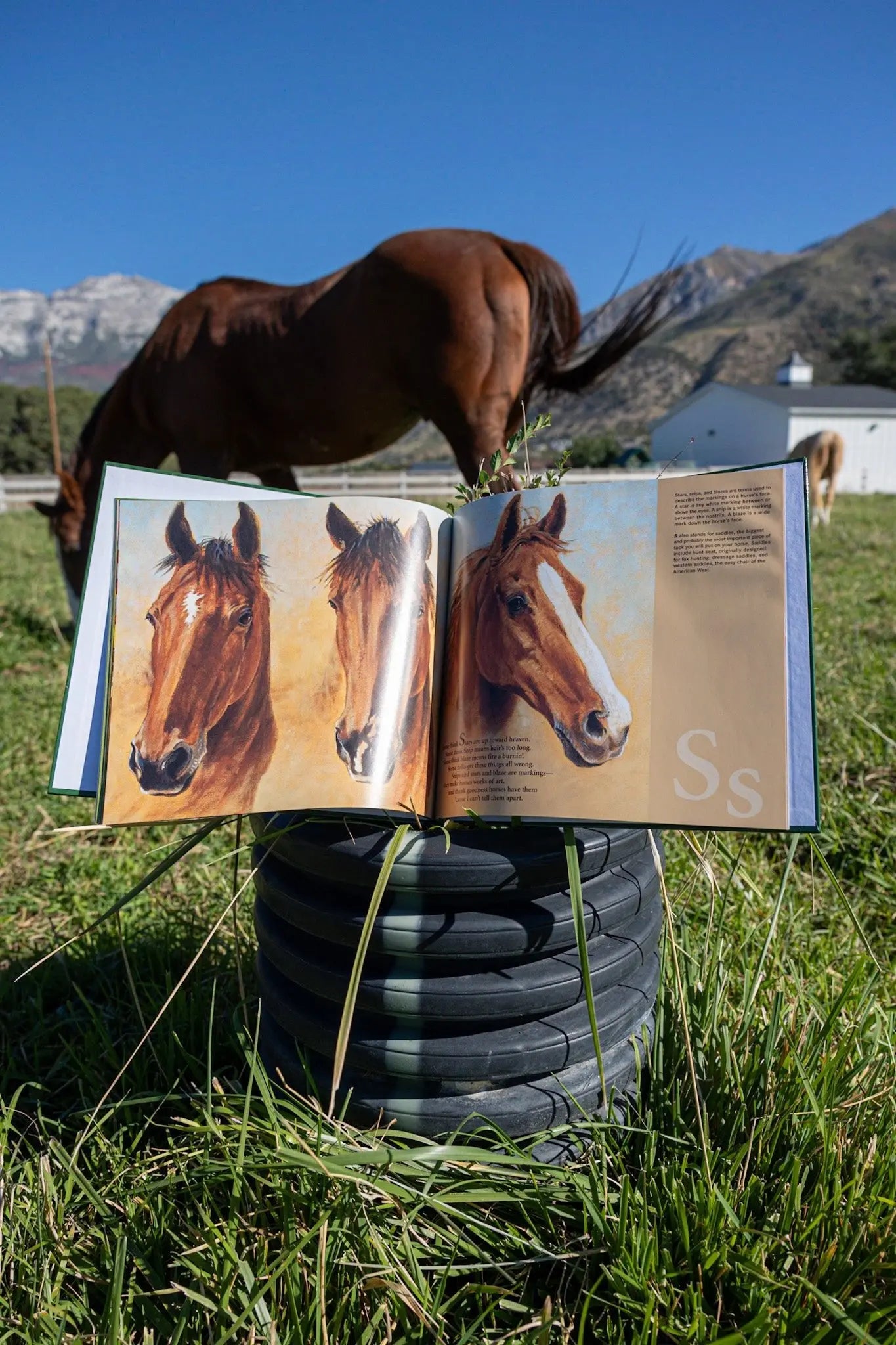H is for Horse - Bridle Up Hope Shop