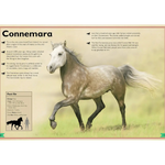 Magnificent Book of Horses - Bridle Up Hope Shop