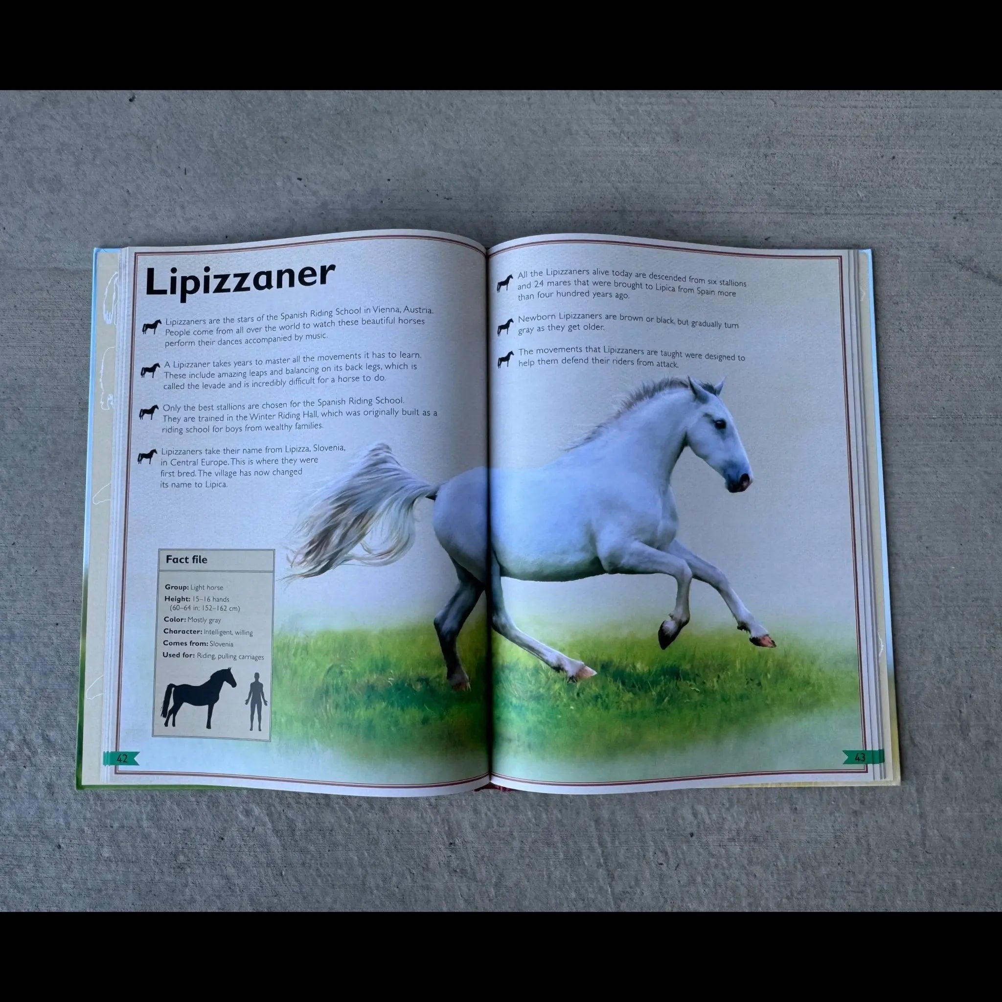 Magnificent Book of Horses - Bridle Up Hope Shop