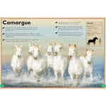 Magnificent Book of Horses - Bridle Up Hope Shop