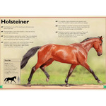 Magnificent Book of Horses - Bridle Up Hope Shop