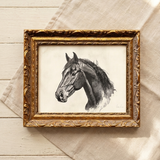 Black Stallion Sketch | Framed Art