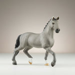 Cheval de Selle Francias Stallion