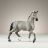 Cheval de Selle Francias Stallion