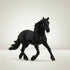 Friesian Stallion
