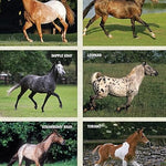 The Original Horse Bible - Bridle Up Hope Shop